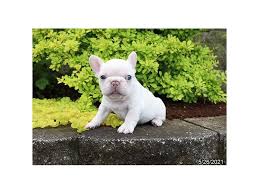 Feel free to browse hundreds of active classified puppy for sale listings, from dog breeders in pa and the surrounding. Tth Gq4lxow5am