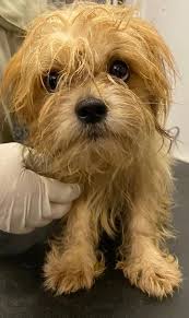 Our volunteers live anywhere from tallahassee to tampa, but all of our dogs are fostered in the orlando area. Dog Adoption Central Florida