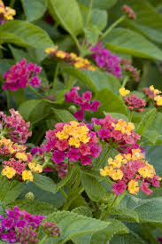 Image result for Lantana moldenkei