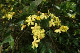 Image result for Campylospermum