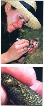 Lizards slay Lyme disease spirochetes