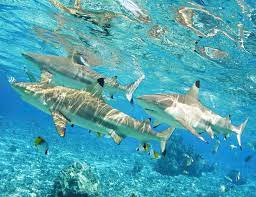 French Polynesia, Rangiroa, Blue Lagoon, Blacktip Reef Shark (Carcharhinus  Melanopterus). - PacificStock