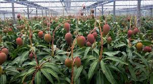 Cara menanam melon di dalam pot yang benar, subur, dan lebat. Tanaman Buah Dalam Pot Tips Dan Cara Mudah Perawatannya