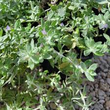 Image result for Stemodia serrata