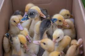 We did not find results for: Box Baby Ducks Photos Free Royalty Free Stock Photos From Dreamstime