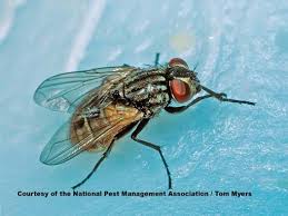 House flies are usually gray in appearance and display four black stripes on their thorax. Get Rid Of House Flies House Fly Control Information