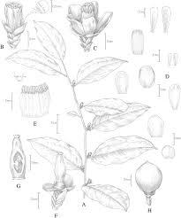 Image result for Canellaceae