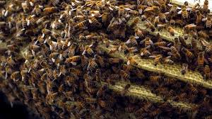 Hi michael, i'm thinking that because your on the second floor balcony, the dead bees outside the hive will be more obvious because you wont have many critters to card the dead bees away like you'd have if your hive was near the ground. More Than Half Of Virginia S Honeybees Died Over The Winter The Virginian Pilot