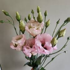 Image result for eustoma lisianthus in vase