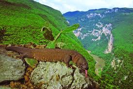Other articles where mexican beaded lizard is discussed: Adult Chiapan Beaded Lizard Heloderma Horridum Alvarezi From Sumidero Download Scientific Diagram