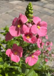 Image result for Diascia