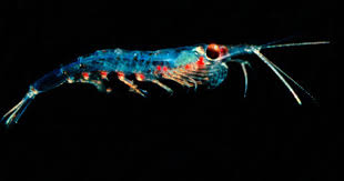 For Plankton, One Size Doesn't Fit All | AMNH
