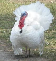 15% of turkeys produced are heavier than _____ kg? How Much Does The Turkey Weigh How Much A Turkey And An Adult Turkey Weigh Broiler Turkeys And Their Nutrition