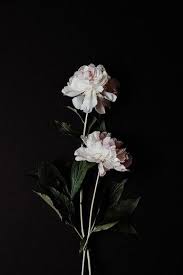 Anda bisa menggunakan teks berikut 45 Background Wallpaper Bunga Mawar Hitam Tumblr Gambar Bunga Mawar