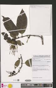 Image result for Oxyanthus speciosus