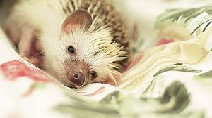 Afrikanischer Weissbauchigel Als Haustier Afrikanischer Weissbauchigel Weissbauchigel Und Igel Haustier