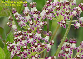 Image result for Asclepias longissima