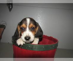 Check spelling or type a new query. Puppyfinder Com Beagle Puppies Puppies For Sale Near Me In Michigan Usa Page 1 Displays 10
