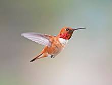 One of the feistiest hummingbird in north america. Rufous Hummingbird Wikipedia