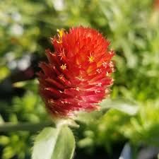 Image result for Cordia afra