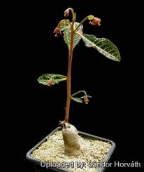 Image result for Monadenium pseudoracemosum