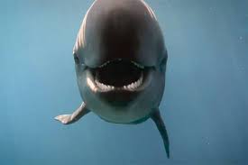 We did not find results for: False Killer Whale Chester Dies At Vancouver Aquarium Peace Arch News
