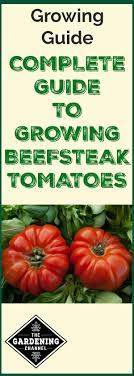 Expert advice on growing beefsteak tomatoes, including preparing the soil, choosing the best varieties, planting, pruning, and fighting common diseases. Guide To Growing Beefsteak Tomatoes Gardening Channel