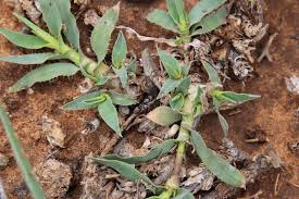 Image result for Tragus koelerioides