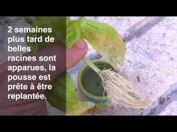 He Oui Il Est Possible De Faire Une Bouture Avec Une Branche De Basilic Plus Besoin D Acheter Un Pot De Basilic Boutures Faire Une Bouture Jardinage Enfants