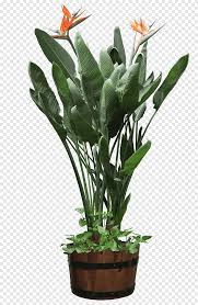 Evergreen shrub produces exotic, colorful flowers shaped like tropical birds, and retains its foliage throughout the year. Orange Bird S Of Paradise Plant Houseplant Bird Of Paradise Flower Flowerpot Beautiful Plants Potted Leaf Plant Stem Png Pngegg