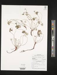 Image result for Geranium mlanjense