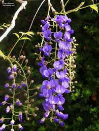 Image result for Bolusanthus