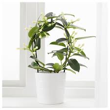 Stephanotis Pflanze Kranzschlinge 12 Cm Ikea Osterreich Pflanzen Grunpflanzen Topfpflanzen