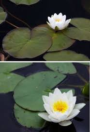 Jenis tumbuhan yang satu ini memiliki bentu daun yang bundar lebar dan juga tipis fungsi dari daun yang berbentuk bundar lebar dan tipis adalah sebagai penyerap cahaya untuk proses foto sintetis dan juga untuk peguapan air. Jenis Jenis Dan Macam Macam Tanaman Hias Part X Bibit Online