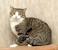 Brown American Shorthair Tabby