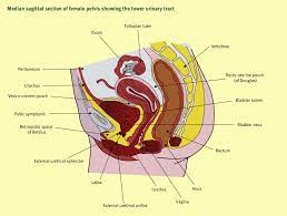 Anatomy Of The Lower Urinary Tract Sciencedirect