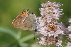 Image result for Satyrium buchananii