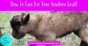 How To Care For Newborn Goats The Organic Goat Lady Goats Baby Goats Newborn