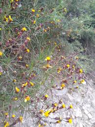 Image result for Octolepis