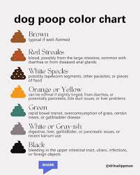 Image result for yellow stool human poop