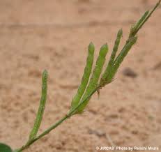 Image result for Alysicarpus zeyheri