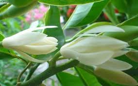 Tổng hợp Hình ảnh hoa ngọc lan đẹp nhất ...