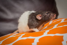 Rat traps that kill the rodent instantly are also available in large number of designs. Pet Rat Breeds Varieties What Type Of Rats Are Your Pets Animallama