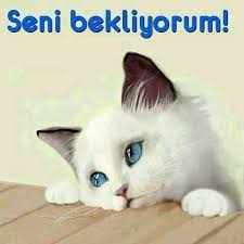 Gece Kedi Ile Beraber Kalacagim Korkuyorum