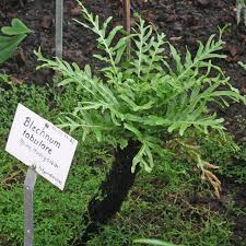Image result for Blechnum tabulare