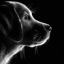1 072 Aprecieri 16 Comentarii Feature Page In Bnw Bnw Lumeilio Pe Instagram Make Sure To Leave A Ph Puppy Photography Cute Dogs Dog Photograph