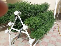 الزراعة المائية Hydroponic