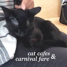 Now the feline trend is coming to san francisco. Falling In Love At Kittea Cat Cafe Tasty Carnival Fare Perpetually Caroline Bloglovin