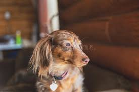 Learn how to housebreak a puppy in 6 days for free. Langhaarig Dapple Dachshund Dapple Doxie Miniatrure Dachshund Stockfoto Bild Von Wekzeugspritze Haustiere 133088584