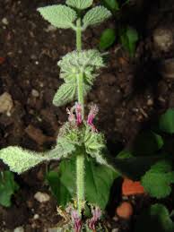 Image result for Acrotome hispida